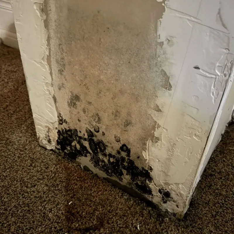 Professional Mold Removal in Trenton, IL